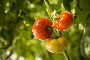 TechCabal Daily, 740 – Over US$19 million Invested In Agriculture Technology Since 2016, Says PwC Report