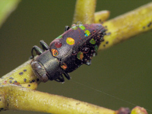 5 Bugs That Became Cool Features