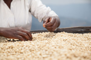 Rwanda Must Pick a Side in its GMO Debate