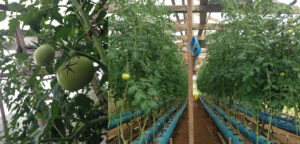 How soil-less farming aims to tackle Nigeria’s 11 billion dollar annual food imports