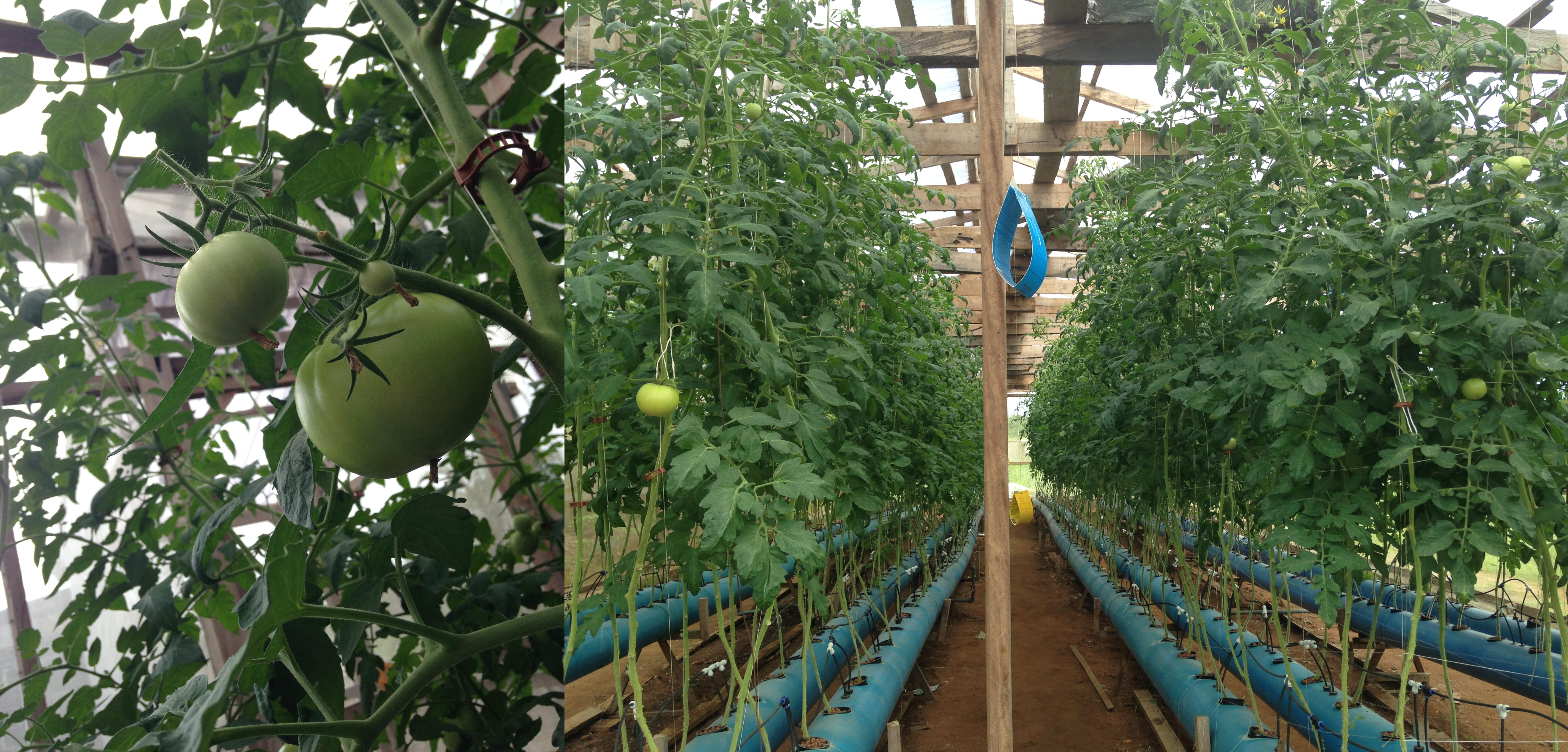 An aeroponic tomato farm