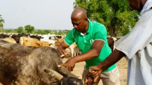 Meet Cowtribe, the startup aiming to solve Africa’s animal vaccination problem