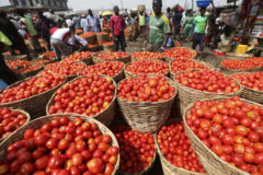 Nigerian agric company Tomato Jos raises €3.9 million for irrigation and processing plant