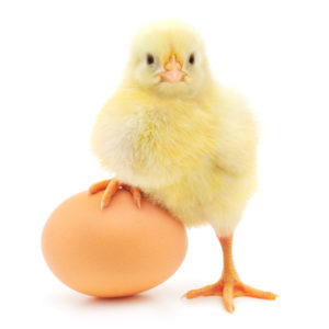 TechCabal Daily – The chicken 🐔 or the egg 🥚