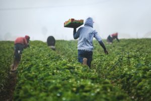 Pula raises $6m Series A to provide insurance for smallholder farmers across Africa