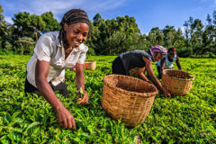 Germany’s development institution floats investment program for African agritech startups