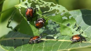 TechCabal Daily – Keeping the pests away, for good 🐞