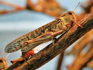This week: South Africa fights locusts with AI