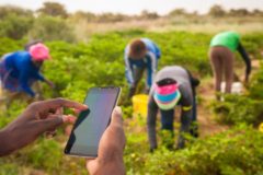 A new crop of African farmers are leveraging social media to scale