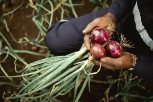 Twiga Foods begins farming under new partnership with Kenyan government