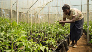 FarmTrace announces fresh funding to scale cloud-based agtech solution