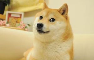 👨🏿‍🚀TechCabal Daily – Goodbye, Kabosu, the dog who inspired dogecoin