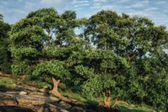 Reforest AI