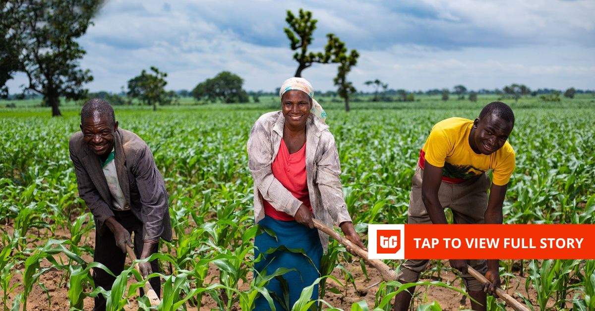 AI-powered agritech Babban Gona raises $7.5 million in debt from British International Investment