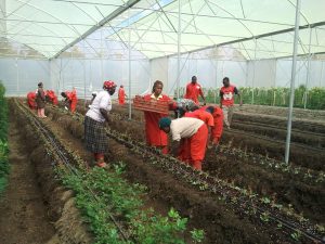 Inside Ghana’s Farm.io, where greenhouses shield farmers from climate shocks
