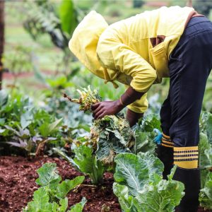 Kenya’s Farm to Feed raises $1.5 million to give imperfect farm produce a market