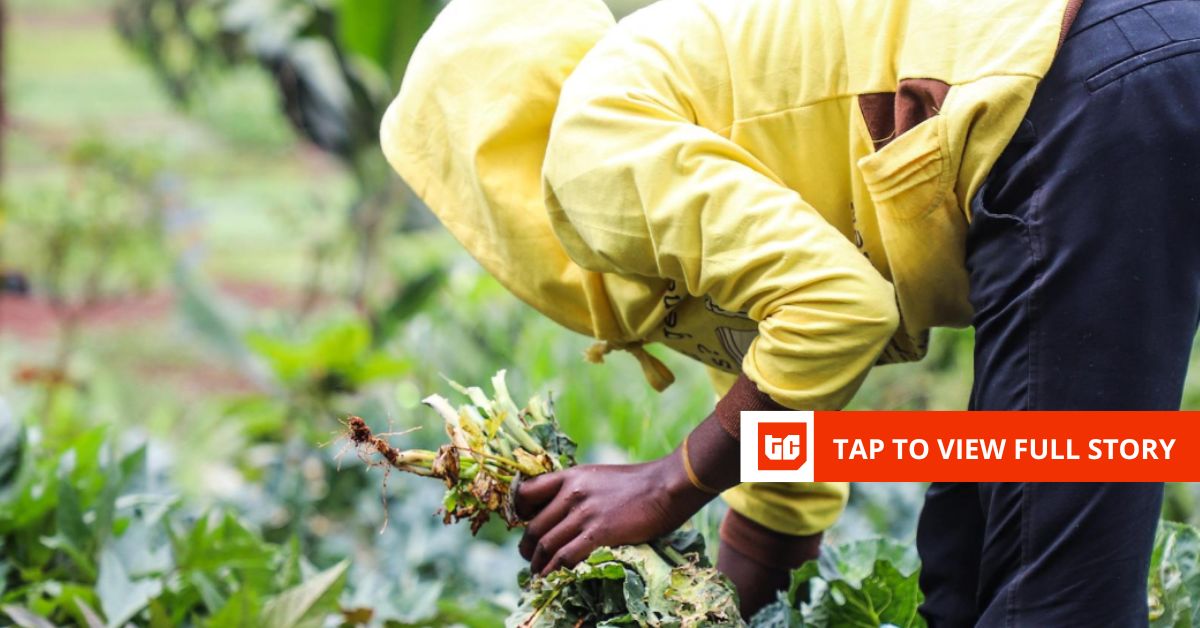 Kenya’s Farm to Feed raises .5 million seed funding